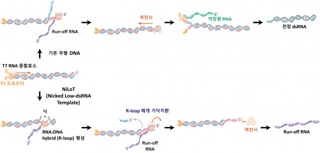 건국대 연구팀, mRNA 활용 차세대 신약개발 위한 원천기술 확보