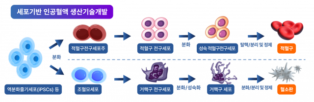 세포기반인공혈액기술개발사업단 ‘규제과학 발전 유공자 단체 부문’ 식품의약품안전처장 표창 수상